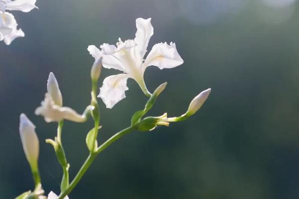 鸢尾花的寓意，寓意纯洁、胜利等