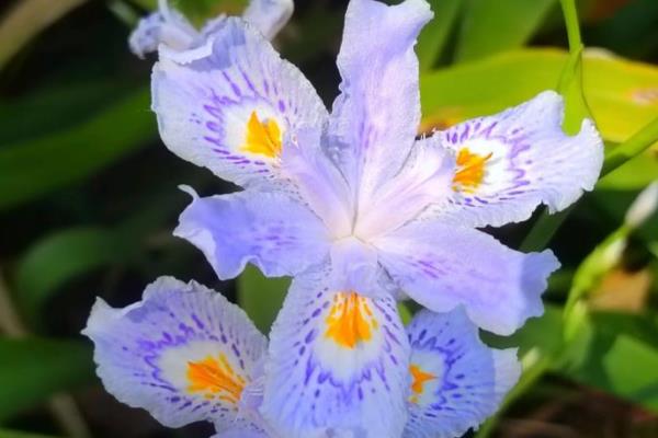 鸢尾花的寓意，寓意纯洁、胜利等