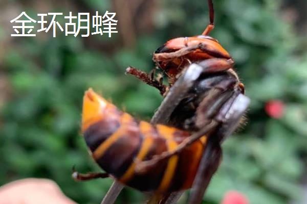 被马蜂蛰后过多久会恢复,因品种和个人体质而异
