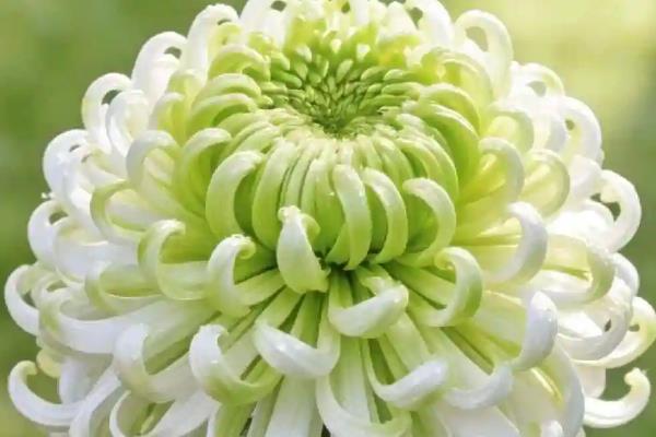 菊花有哪些花语，寓意真实坦诚、飞黄腾达等