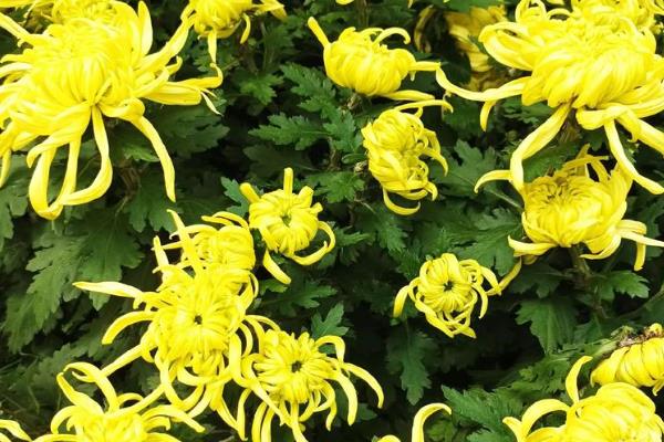 菊花有哪些花语，寓意真实坦诚、飞黄腾达等