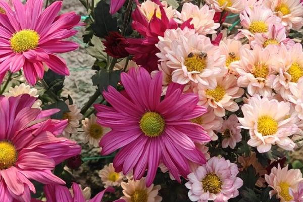 菊花有哪些花语，寓意真实坦诚、飞黄腾达等