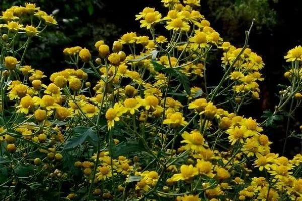 菊花有哪些花语，寓意真实坦诚、飞黄腾达等