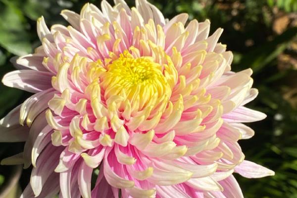 菊花有哪些花语，寓意真实坦诚、飞黄腾达等