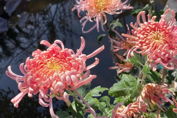 菊花有哪些花语，寓意真实坦诚、飞黄腾达等