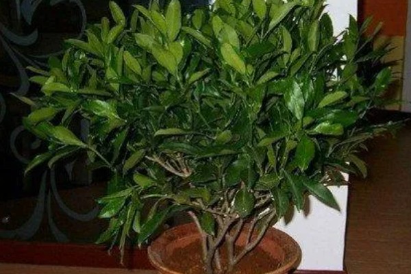 平安树春季怎么养殖,每隔7天左右浇一次水