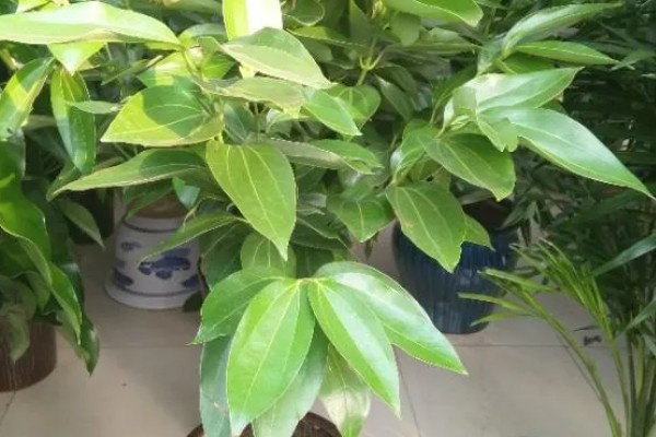 平安树春季怎么养殖,每隔7天左右浇一次水