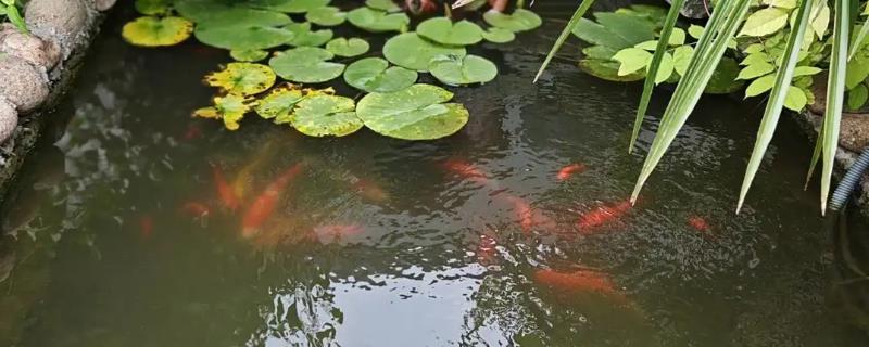 露天鱼池里养什么水草，可以养金鱼草、水葫芦、浮萍等