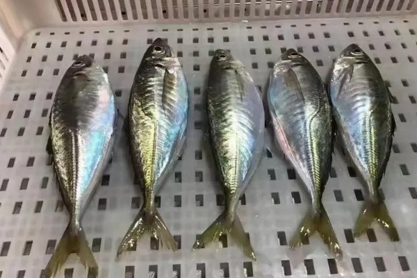 巴浪鱼有没有刺,体内的刺比较少