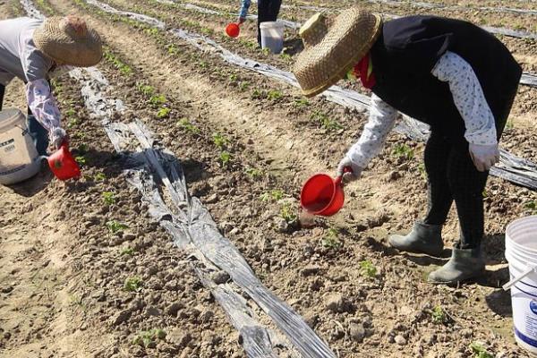 腐植酸肥料有什么作用,可以提高磷肥、钾肥的使用效果