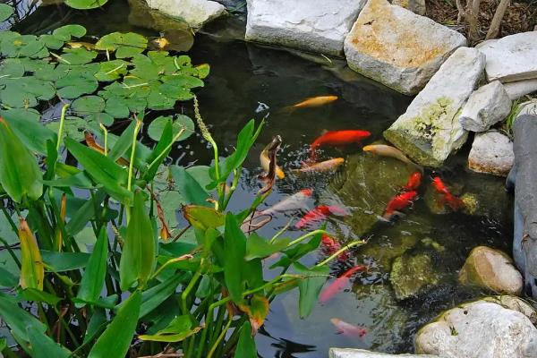 露天鱼池里养什么水草，可以养金鱼草、水葫芦、浮萍等