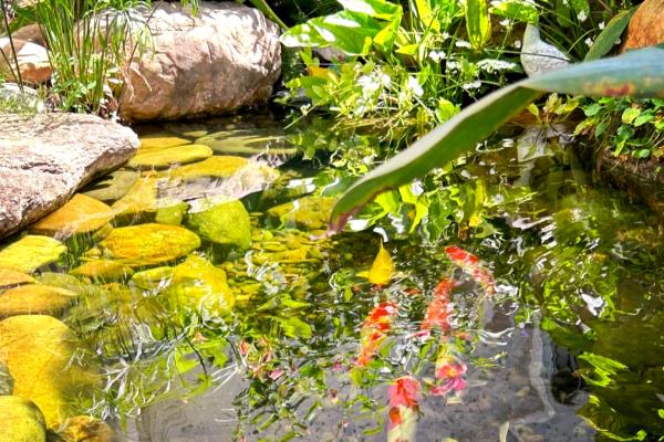 露天鱼池里养什么水草，可以养金鱼草、水葫芦、浮萍等