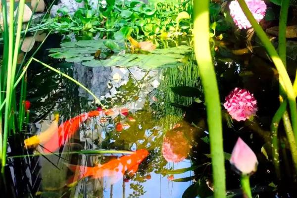 露天鱼池里养什么水草，可以养金鱼草、水葫芦、浮萍等