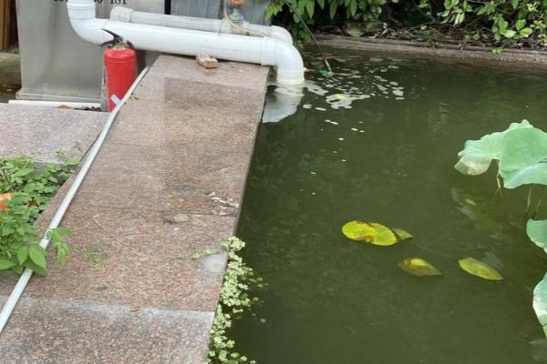 露天鱼池里养什么水草，可以养金鱼草、水葫芦、浮萍等