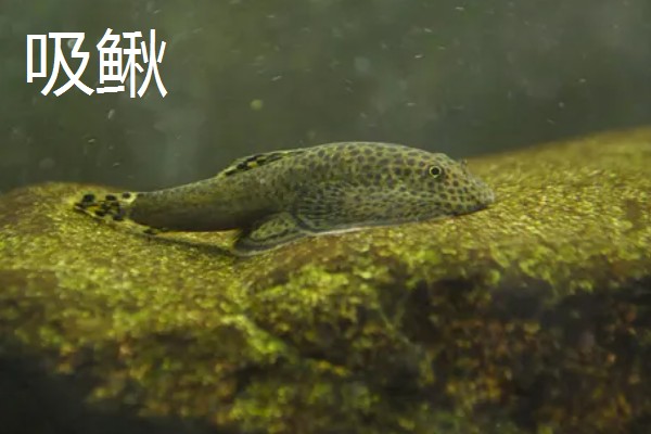 吸鳅与清道夫的区别,科属和外形均不同