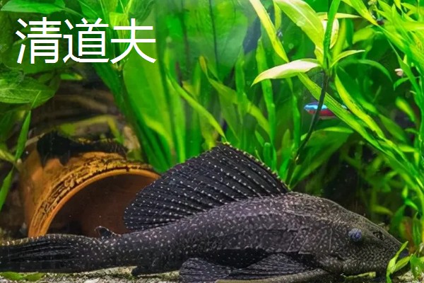 吸鳅与清道夫的区别,科属和外形均不同