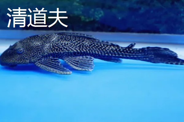 吸鳅与清道夫的区别,科属和外形均不同