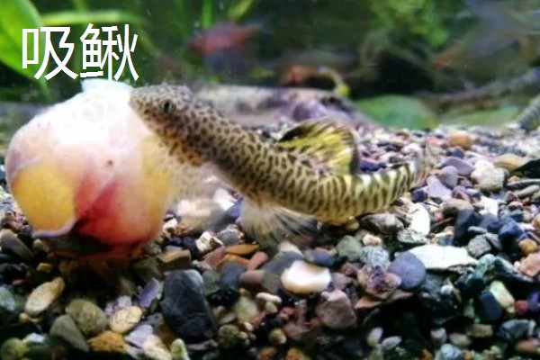 吸鳅与清道夫的区别,科属和外形均不同