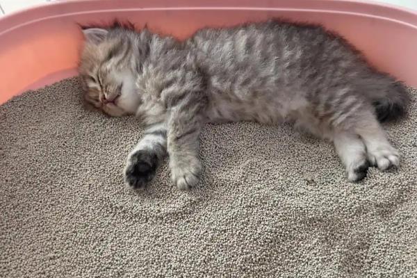 怎么挑选猫砂，植物砂、膨润土砂等种类适合使用
