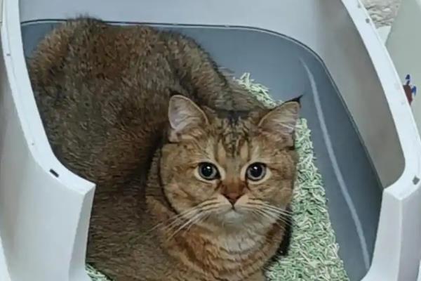 怎么挑选猫砂，植物砂、膨润土砂等种类适合使用