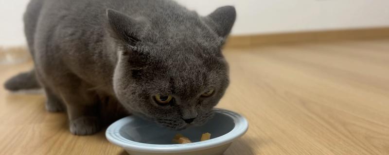 猫可以吃咖啡因吗，猫咪要远离咖啡因