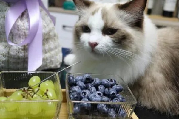 猫可以吃咖啡因吗,猫咪要远离咖啡因