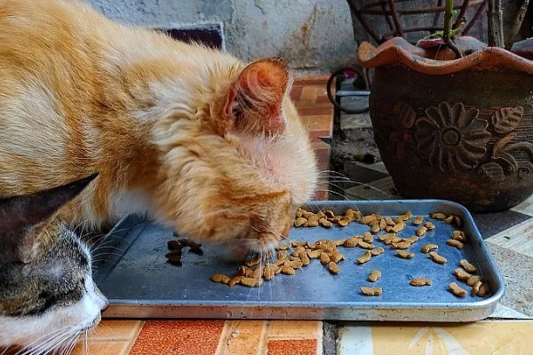 猫可以吃咖啡因吗,猫咪要远离咖啡因