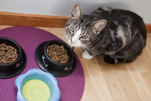 猫可以吃咖啡因吗,猫咪要远离咖啡因