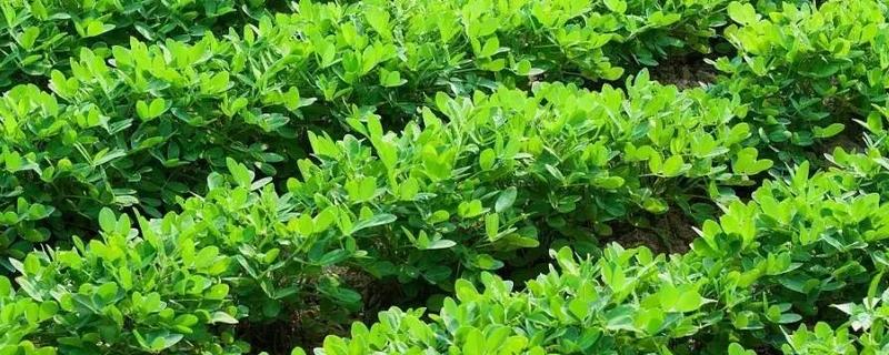 花生中后期的管理要点，进入生长中后期后增加水肥