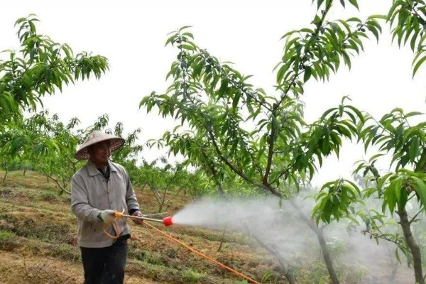 桃树被水淹过怎么解救，需及时挖排水沟