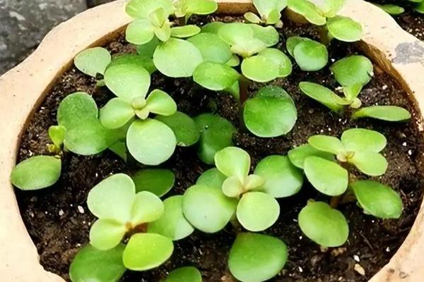 盆栽金枝玉叶会不会开花，养殖得当就会开放