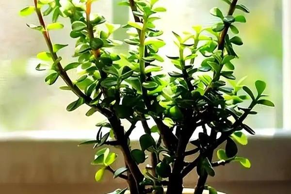 盆栽金枝玉叶会不会开花，养殖得当就会开放