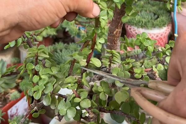 盆栽金枝玉叶会不会开花，养殖得当就会开放