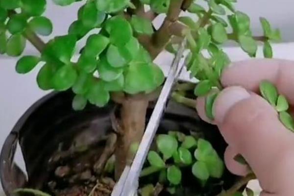 盆栽金枝玉叶会不会开花，养殖得当就会开放