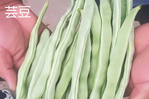 芸豆是四季豆吗，是同一种作物