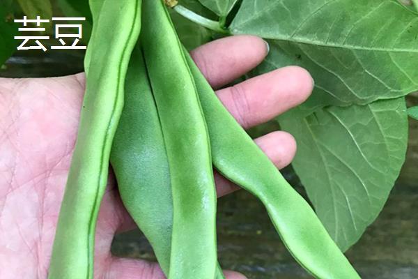 芸豆是四季豆吗，是同一种作物