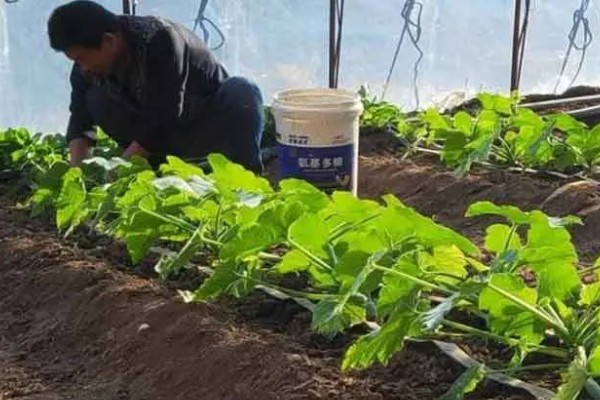 蔬菜的防寒方法,追施磷钾肥可加强抗寒能力