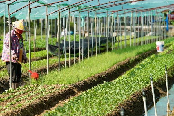 蔬菜的防寒方法,追施磷钾肥可加强抗寒能力