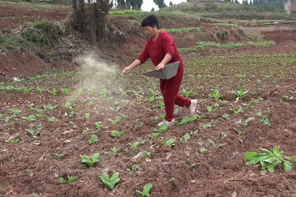 蔬菜的防寒方法,追施磷钾肥可加强抗寒能力