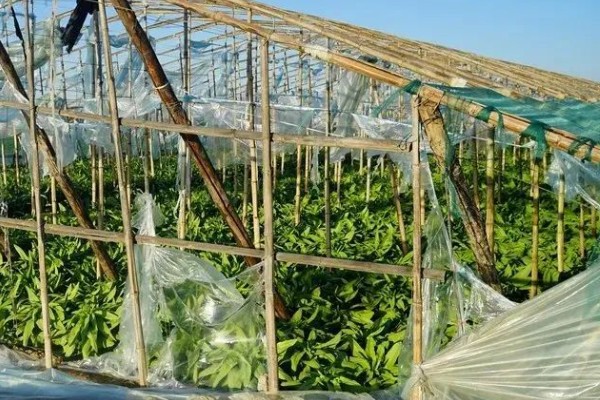 蔬菜的防寒方法,追施磷钾肥可加强抗寒能力