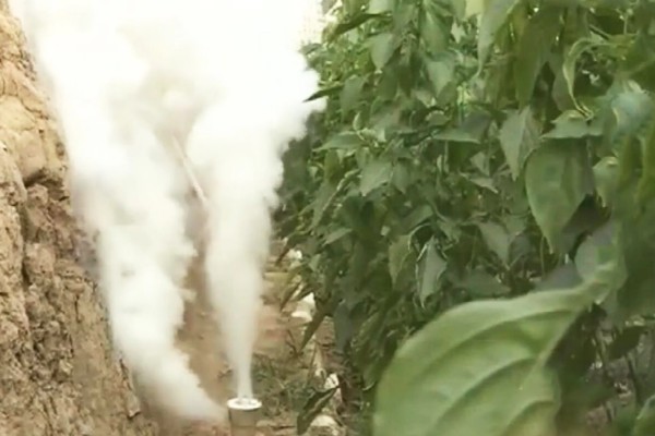 蔬菜的防寒方法,追施磷钾肥可加强抗寒能力