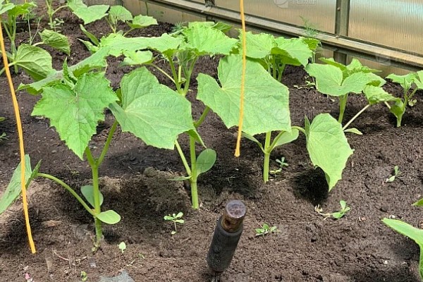 蔬菜的防寒方法,追施磷钾肥可加强抗寒能力