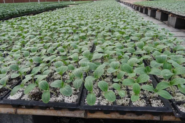 蔬菜的防寒方法,追施磷钾肥可加强抗寒能力