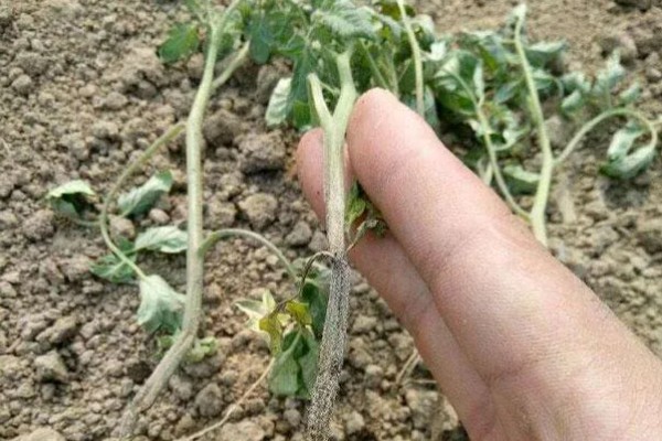 蔬菜的防寒方法,追施磷钾肥可加强抗寒能力