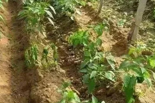 蔬菜的防寒方法,追施磷钾肥可加强抗寒能力