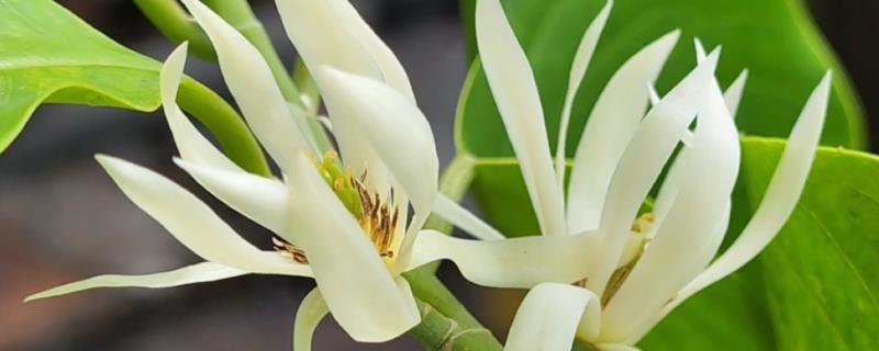 白兰花的过冬方法，入冬前对树干涂抹生石灰溶液