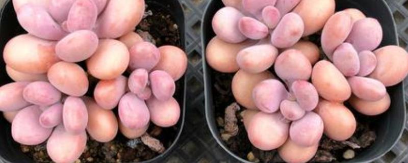 桃之卵与桃美人的区别，种属和花梗均不同