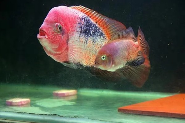 紫红火口鱼好不好养,属于容易养活的观赏鱼