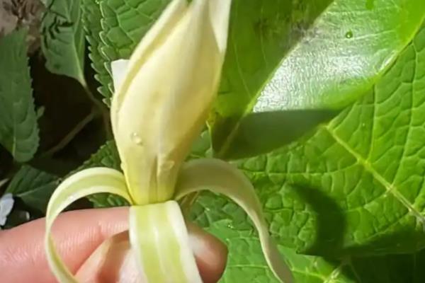 白兰花的过冬方法，入冬前对树干涂抹生石灰溶液