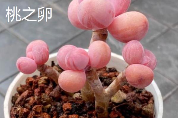 桃之卵与桃美人的区别,种属和花梗均不同